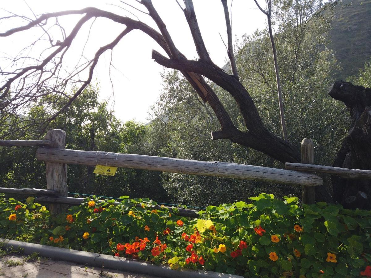 Alojamento de Turismo Rural Il Mandorlo